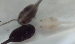 国产蝌蚪网,探索创新科技，引领未来生活新潮流