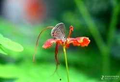 国产采精小蝴蝶,探寻自然之美与科技创新的完美融合