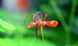 国产采精小蝴蝶,探寻自然之美与科技创新的完美融合